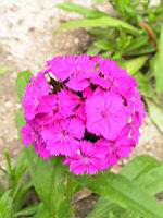 Dianthus barbatus 'Noverna Purple' (3) (Photo F. Mrugala)